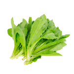 Fresh Romaine Lettuce