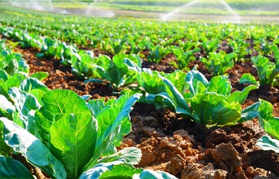 guofu farm-Guofu Technology Group Co., Ltd
