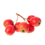 Crataegus pinnatifida hawthorn