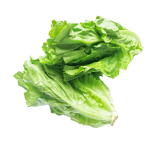 Fresh Lettuce