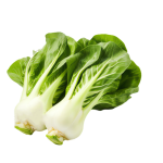 Fresh Chinese cabbage seedlings