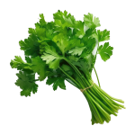 Fresh Coriander